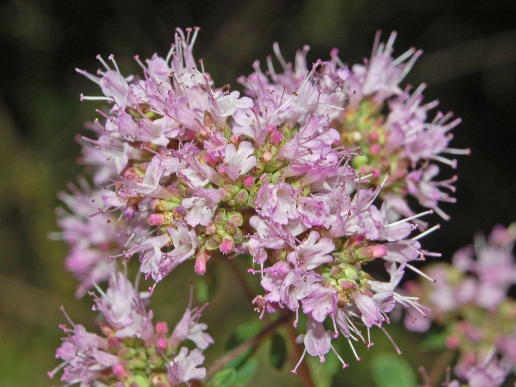 Origanum vulgare